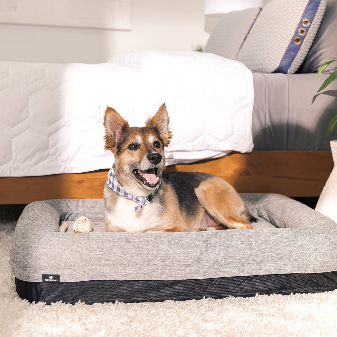 Dog Bed Buying Guide: How to Choose the Right Bed for Your Pup
