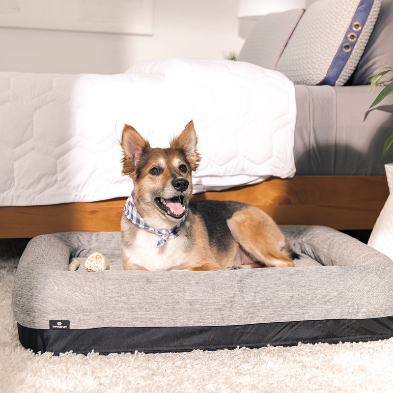 Dog Bed Buying Guide: How to Choose the Right Bed for Your Pup